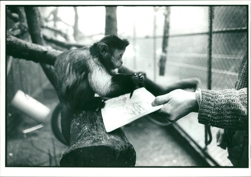 Monkey - Vintage Photograph