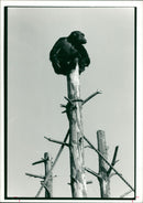 Monkey - Vintage Photograph