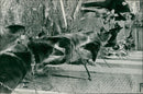 Dogs: Guard Dogs - Vintage Photograph
