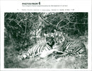 Tiger Animal, Howletts Zoo Park in Kent - Vintage Photograph