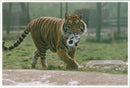 Tiger Animal, Howletts Zoo Park in Kent - Vintage Photograph