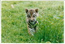 Tiger Animal, Howletts Zoo Park in Kent - Vintage Photograph