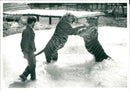 Tiger Animal, Howletts Zoo Park in Kent - Vintage Photograph