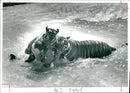 Tiger Animal,Swimming tigers. - Vintage Photograph