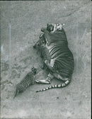 Tiger Animal, Howletts Zoo Park in Kent - Vintage Photograph