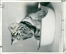 Tiger Animal, Howletts Zoo Park in Kent - Vintage Photograph