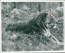 Tiger Animal, Howletts Zoo Park in Kent - Vintage Photograph