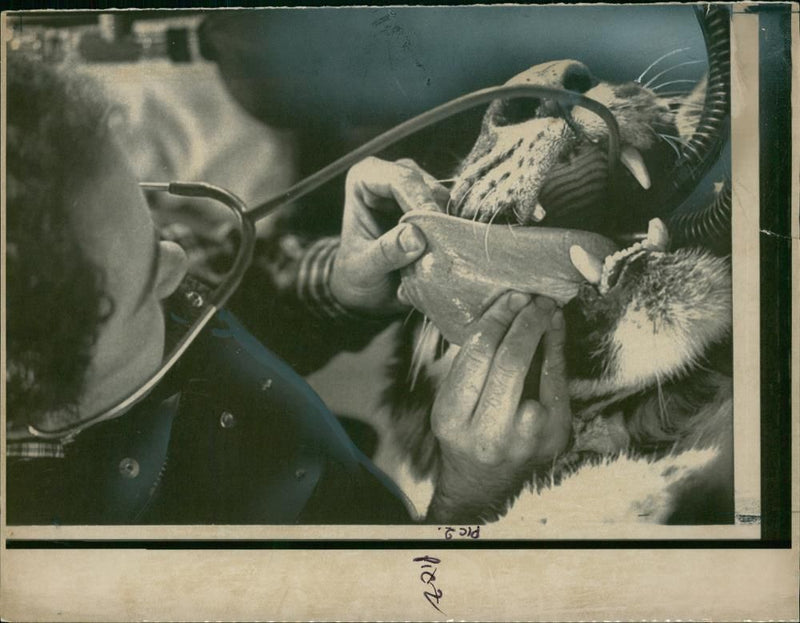 Tiger Animal, Howletts Zoo Park in Kent - Vintage Photograph