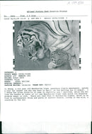Tiger Animal,Manchurian Tiger - Vintage Photograph