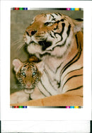 Tiger Animal,Manchurian Tiger - Vintage Photograph
