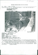 Tiger Animal, Manchurian Tigress and cub - Vintage Photograph