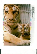 Tiger Animal, Manchurian Tigress and cub - Vintage Photograph