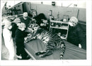 Tiger Animal, Howletts Zoo Park in Kent - Vintage Photograph
