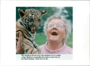 Tiger Animal, Howletts Zoo Park in Kent - Vintage Photograph