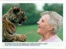 Tiger Animal, Howletts Zoo Park in Kent - Vintage Photograph