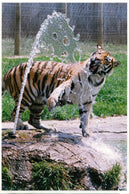 Tiger Animal, Howletts Zoo Park in Kent - Vintage Photograph
