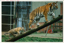 Tiger Animal, Howletts Zoo Park in Kent - Vintage Photograph