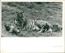 Tiger Animal, Howletts Zoo Park in Kent - Vintage Photograph