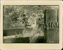 Tiger Animal, Howletts Zoo Park in Kent - Vintage Photograph