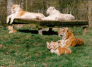 Tiger Animal, Howletts Zoo Park in Kent - Vintage Photograph