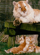 Tiger Animal, Howletts Zoo Park in Kent - Vintage Photograph