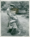 Tiger Animal, Howletts Zoo Park in Kent - Vintage Photograph