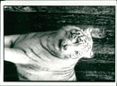 Tiger Animal, Howletts Zoo Park in Kent - Vintage Photograph
