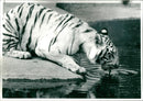 Tiger Animal, Howletts Zoo Park in Kent - Vintage Photograph