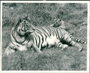 Tiger Animal, Howletts Zoo Park in Kent - Vintage Photograph