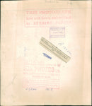 Tiger Animal, Howletts Zoo Park in Kent - Vintage Photograph