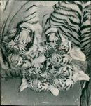 Tiger Animal, Howletts Zoo Park in Kent - Vintage Photograph