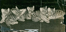 Tiger Animal, Howletts Zoo Park in Kent - Vintage Photograph