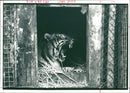 Tiger Animal, Howletts Zoo Park in Kent - Vintage Photograph