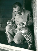 Tiger Animal, Howletts Zoo Park in Kent - Vintage Photograph