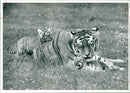 Tiger Animal, Howletts Zoo Park in Kent - Vintage Photograph