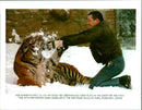 Tiger Animal, Howletts Zoo Park in Kent - Vintage Photograph