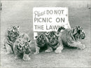 Tiger Animal, Howletts Zoo Park in Kent - Vintage Photograph