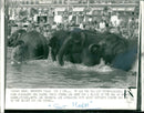 Elephant Animal. - Vintage Photograph