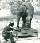 Elephant Animal. - Vintage Photograph