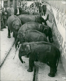 Elephant Animal. - Vintage Photograph