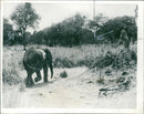 Elephant Animal. - Vintage Photograph