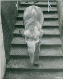 Elephant Animal. - Vintage Photograph