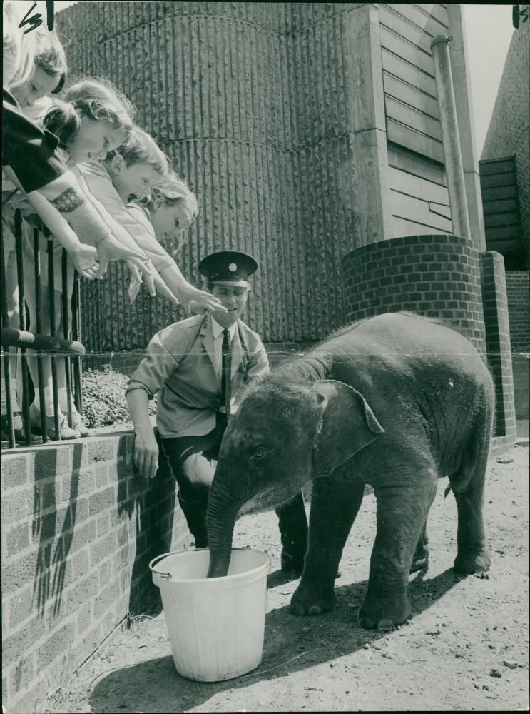 Elephant Animal. - Vintage Photograph