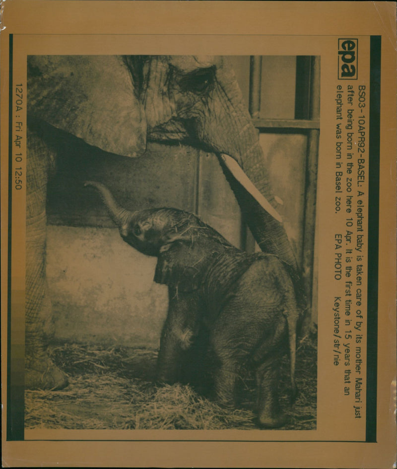 Elephant Animal. - Vintage Photograph