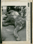 Elephant Animal. - Vintage Photograph