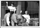 Elephant Animal. - Vintage Photograph