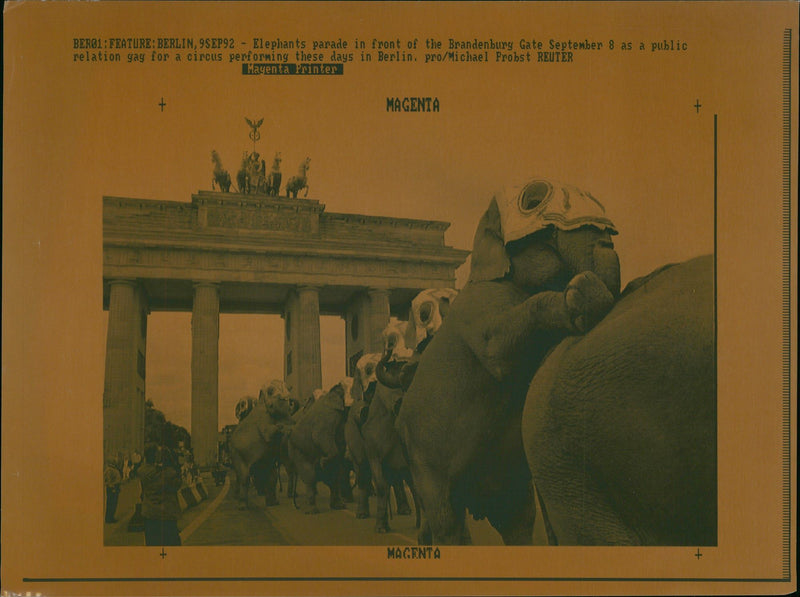 Elephant Animal. - Vintage Photograph