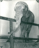 Elephant Animal. - Vintage Photograph