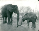 Elephant Animal. - Vintage Photograph