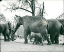 Elephant Animal. - Vintage Photograph